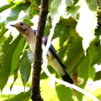 公園  通過鳥で賑やか　9/18