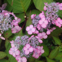 紫陽花満開