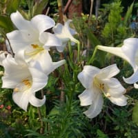 ウッチンの花