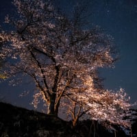 桜と星空と天の川
