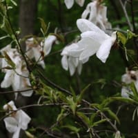 5月31日「たんばら高原_ブナの森自然観察会」は終了しました！