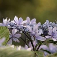 可睡ゆり園で紫陽花②
