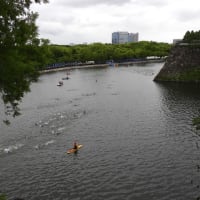 なノにわと大阪城公園の花々とトライアスロン