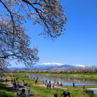 白石川一目千本桜を見てきました