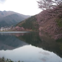 中綱湖の桜情報
