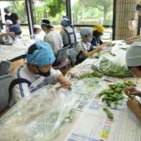 給食「そらまめのさやむきをしよう」