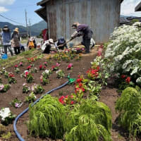 安井さくら会（老人クラブ）の作業の日