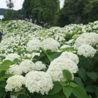 津市「かざはやの里の紫陽花」見てきました～(^^)  2025