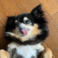久しぶりにカミさんとコストコへ