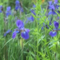白・紫の花々