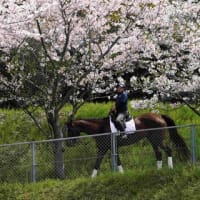 桜と馬