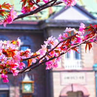 今週の一枚…春遅い北国にも桜が開花