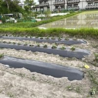 令和４年　サツマイモ苗の植え付け完了