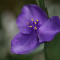 ●我が家の５月の花（16）　　ユキノシタに小さなアブ？　オステオスペルマム　ベロニカ・ロイヤルキャンドル