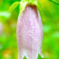 クリナム、テリハノイバラ、ヤマホタルブクロ・・・（板橋区立赤塚植物園 2025.6.8撮影）