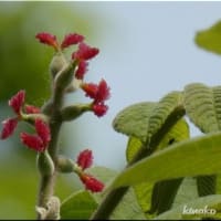 小さな虫と大きな？花と。