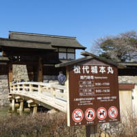 須坂の臥竜公園桜見物