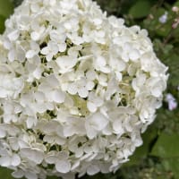 紫陽花