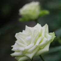 薔薇②