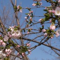 「衣通姫（ｿﾄｵﾘﾋﾒ）」開花
