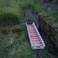 ようやく田植え