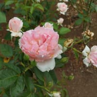 薔薇でオヤスミ