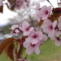 旭山公園