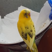 歯が~～