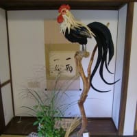 尾長鳥
