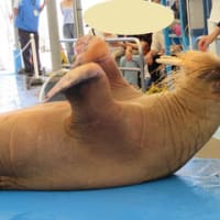 鳥羽水族館その②