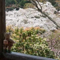 ミモロの京都桜巡り2023。最高のお花見日和に恵まれた鞍馬二ノ瀬の「白龍園」