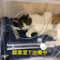 癒し猫　ナオ君