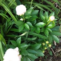 今年も、シャクヤクやワトソニアが咲いてきました～～！