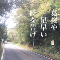 渕田の山桜