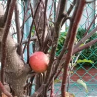 小さいリンゴでした(*Ü*)