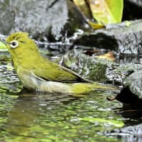 いつもの公園