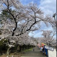 富士森公園の桜が満開！屋台も今日までですよ