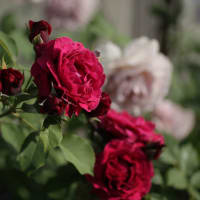 2024年バラ一番花～マチルダ、ブルー・フォー・ユー、ニュー・ウェーブ、オデュッセイア