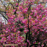 「下原やえざくら通り」の「八重桜」を撮る！！