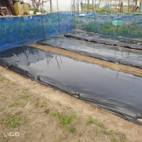 2025年＿夏野菜の準備（畝に黒マルチ、風除けネット張り）