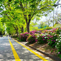 GLOBAL Virtual Run Series 2025/2026 1st Challenge