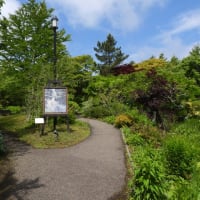 ガーデンミュージアム比叡２０２４その２プラタナス広場と睡蓮の庭