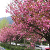 全国的に"平年並み"～桜開花予想～