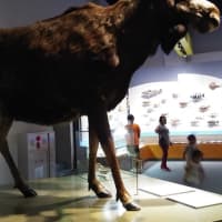 夏休み！　生命の星・地球博物館へ　　　　H30/7月