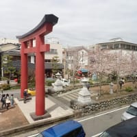 鶴岡八幡宮に通じる段葛の桜