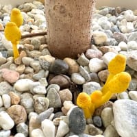 幸運のキノコ🍄