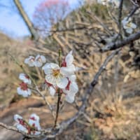 6kmの食べ歩き散歩