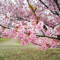 愛犬と桜　2023　in 千葉