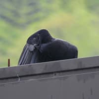 緊張しているセグロセキレイ