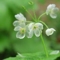 サンカヨウ開花しました